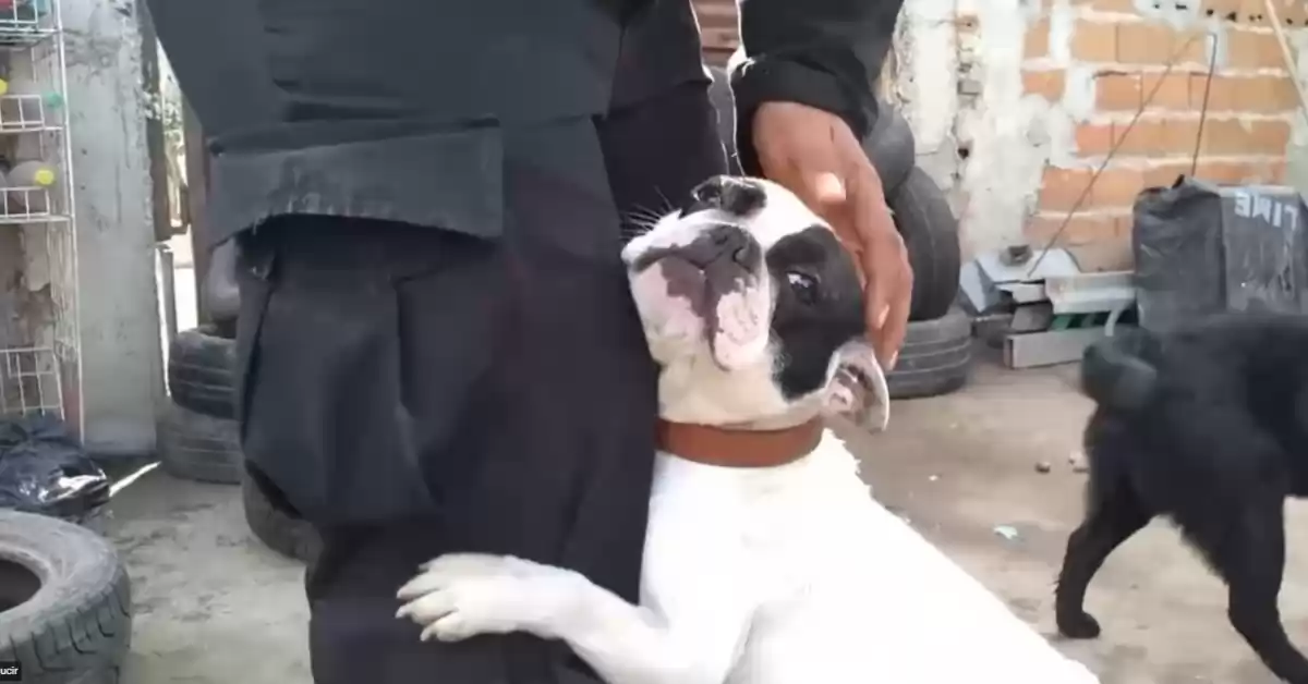 Clausuraron un criadero clandestino en Rosario y rescataron a 18 cachorros