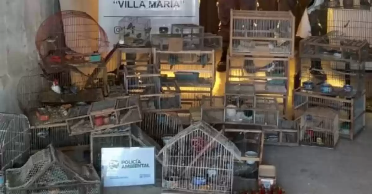 Tras un allanamiento liberaron a 60 aves silvestres cautivas en una vivienda