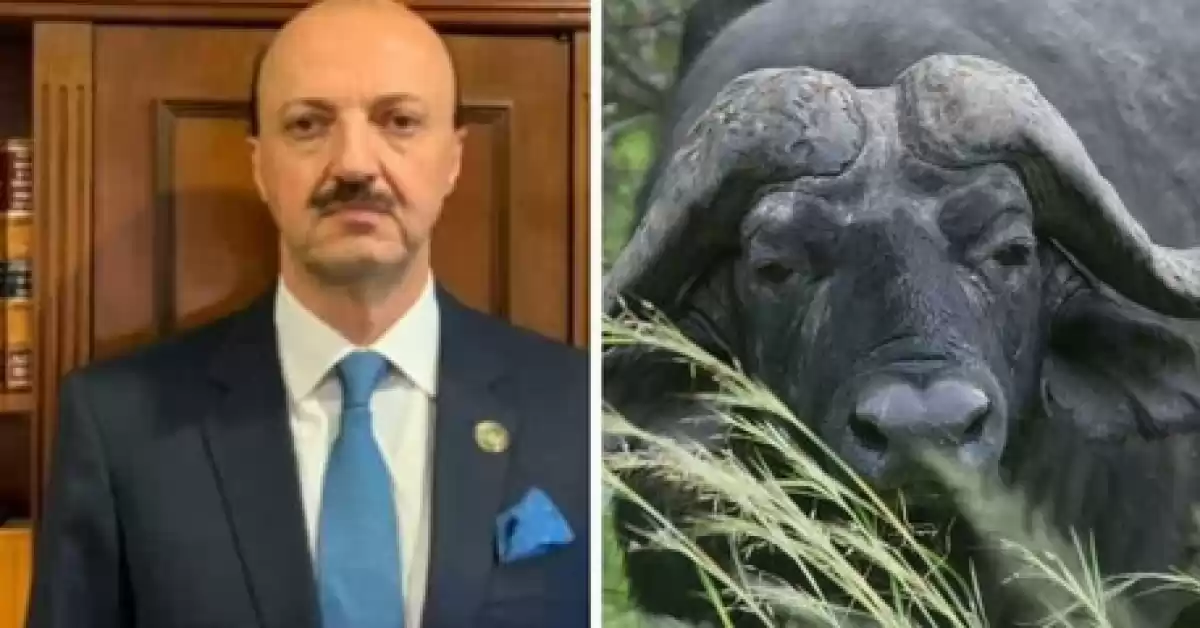 Cazador mexicano murió al ser embestido por un búfalo en un campo de Entre Ríos 