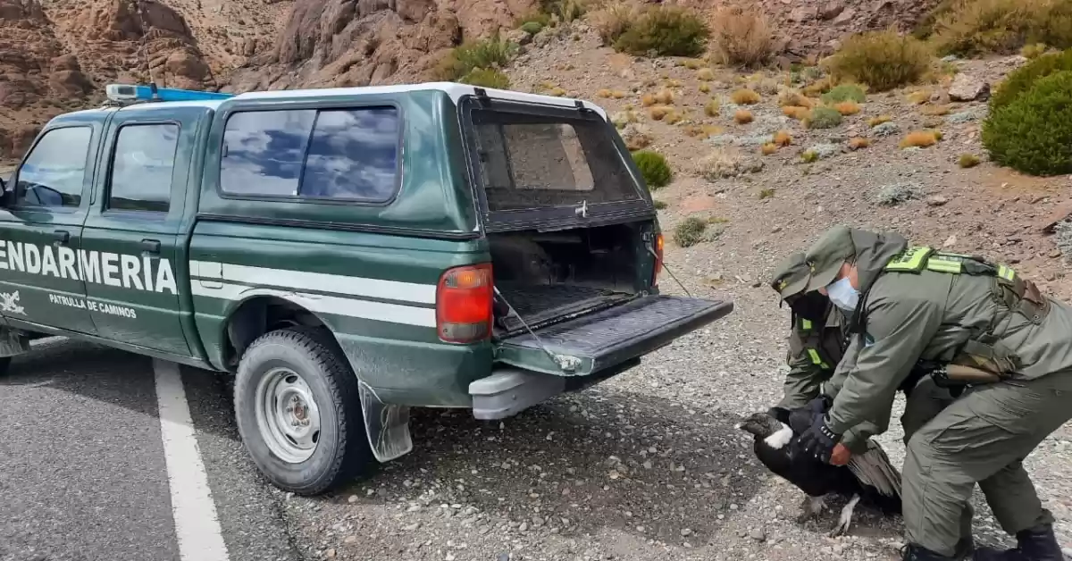 Mendoza: Rescataron a un cóndor andino que se encontraba a la vera del camino