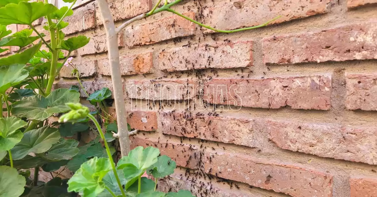 Invasión de hormigas voladoras en la región: ¿a qué se debe?