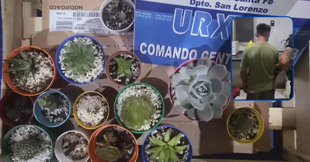Un joven fue detenido por robar 14 cactus de un negocio en San Lorenzo
