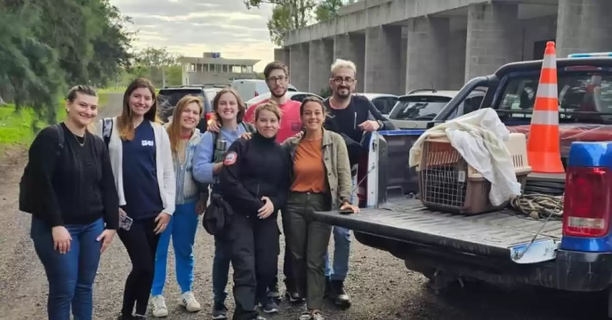 Funes: Un zorro agonizante fue recuperado y volvió a su hábitat 