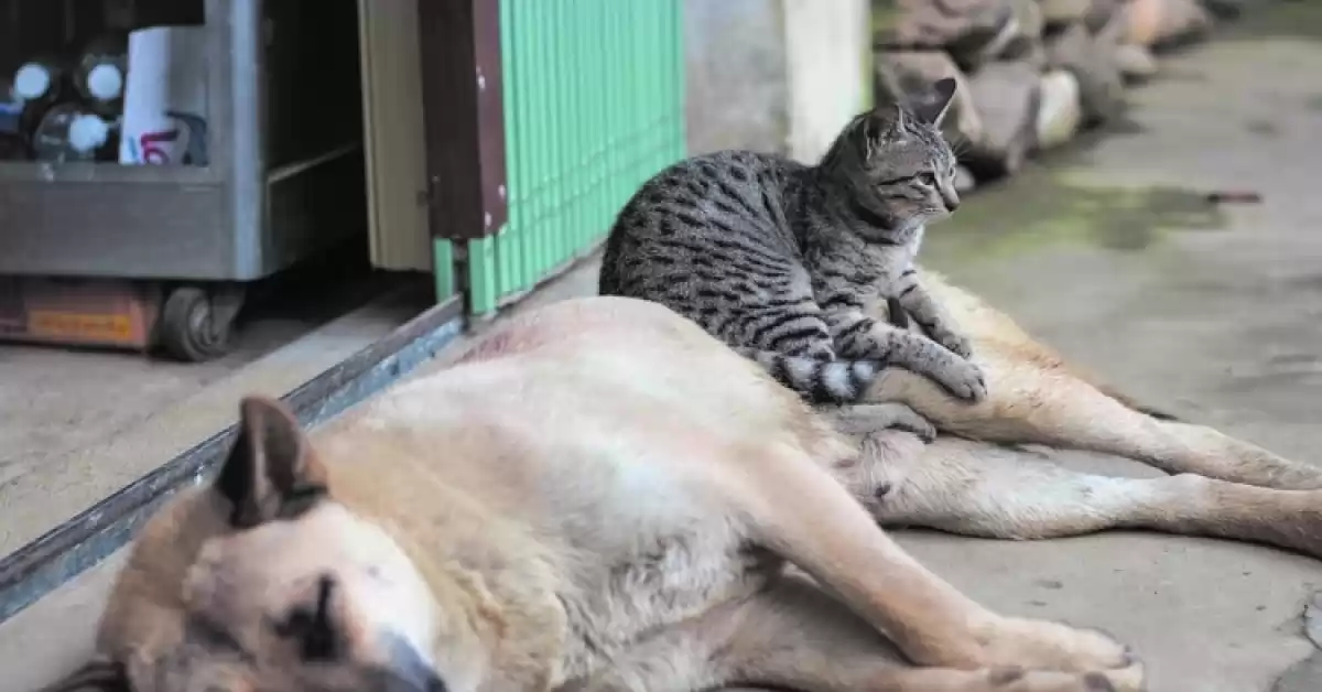 Jornada de castración y vacunación antirrábica para perros y gatos en Puerto San Martín