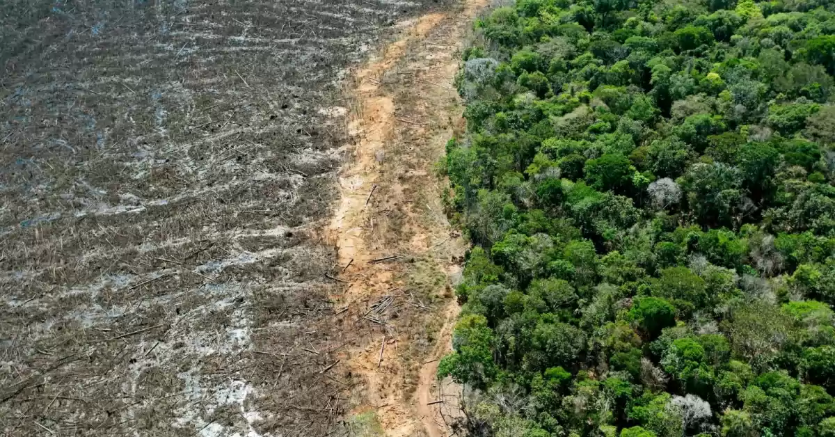 El planeta perdió superficie de selva equivalente a una cancha de fútbol cada 5 segundos en 2022