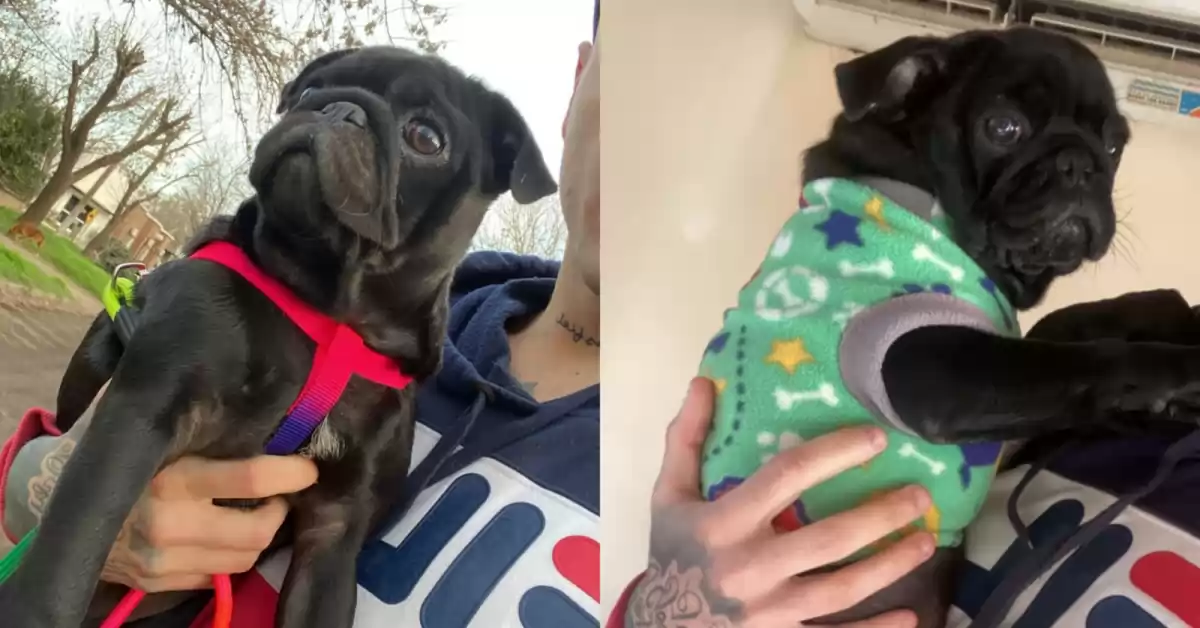 Desesperado pedido de devolución: Se robaron a Momo en Ricardone, un cachorro de 4 meses