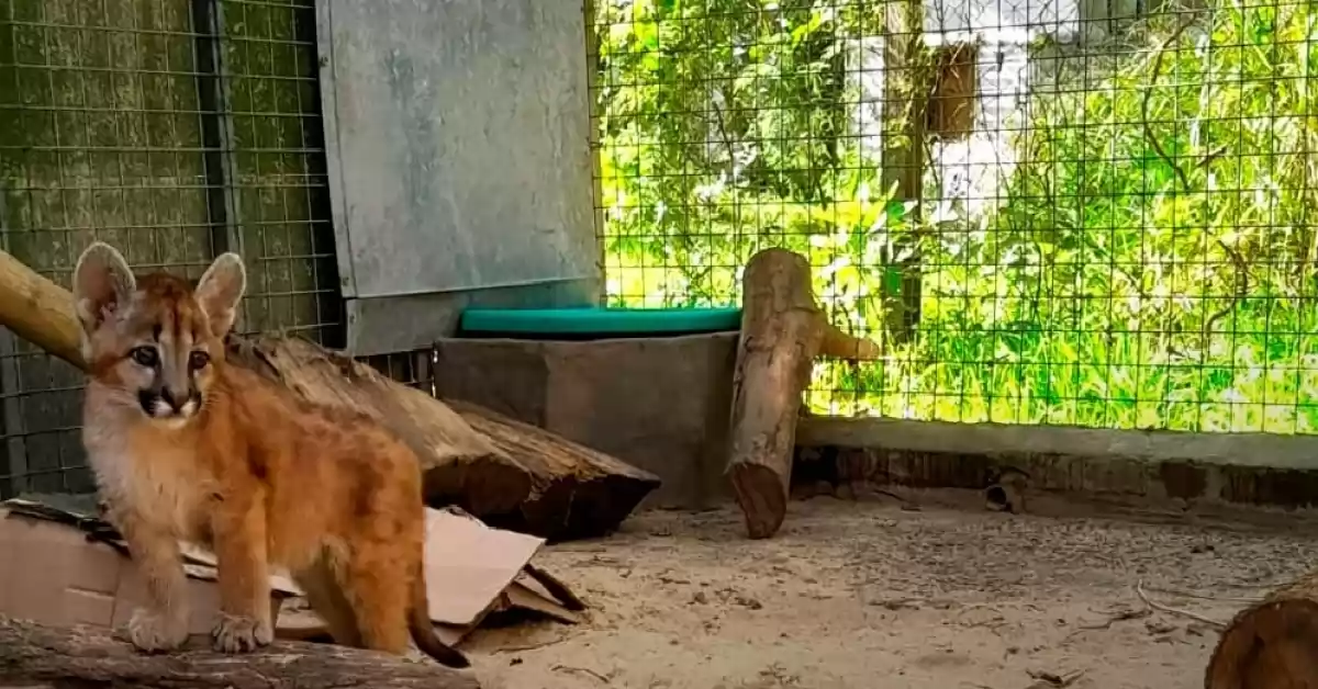 La provincia recuperó a un ejemplar de puma bebé que estaba en estado crítico