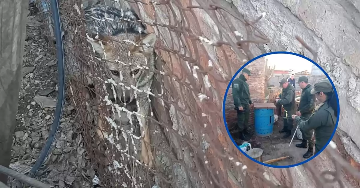 Rescataron a un zorrito que estaba atrapado en la medianera de una casa en San Genaro