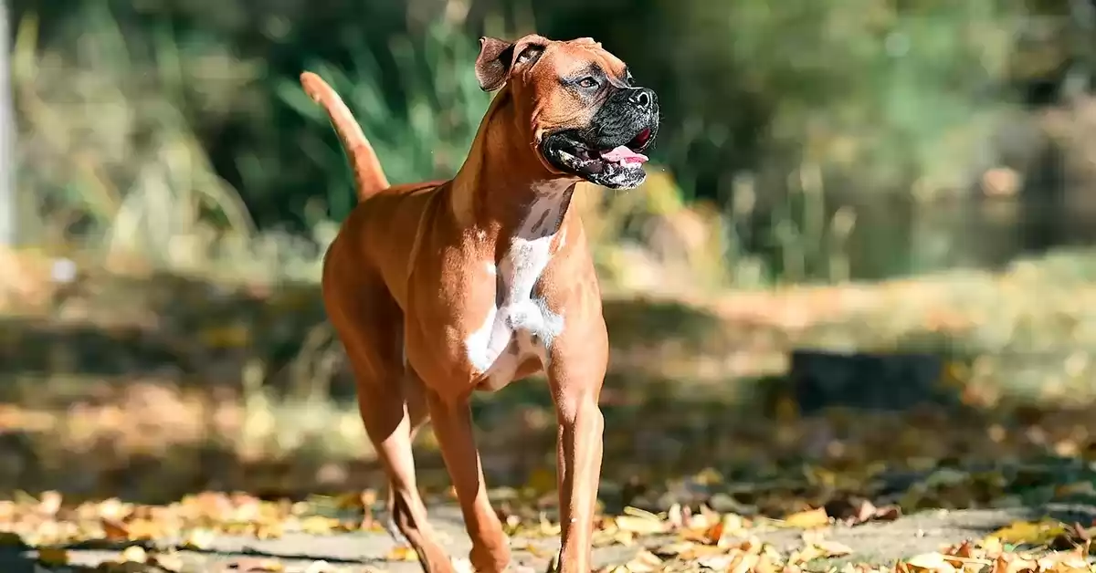 Internaron a un nene de dos años de edad después de que lo atacara un perro bóxer en Mendoza
