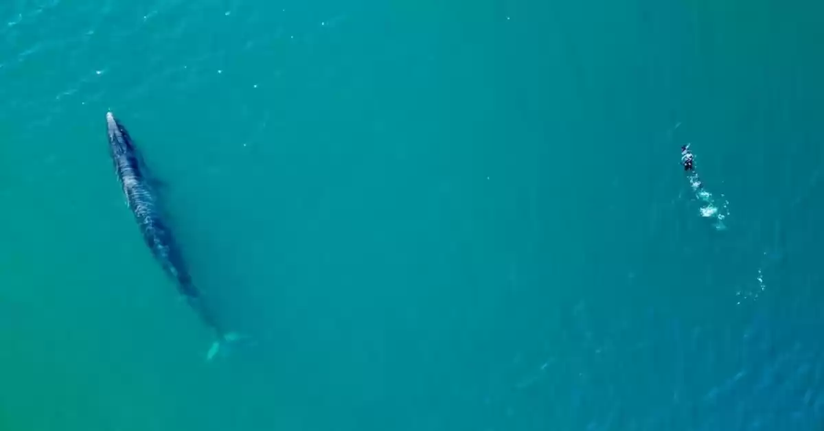 Inesperado regreso de la ballena sei a las aguas patagónicas