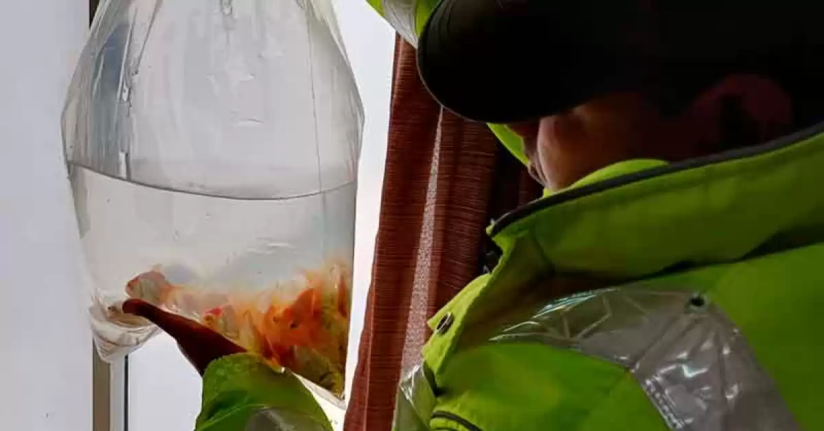 Hallaron más de 300 peces dentro de cuatro conservadoras en un ómnibus de pasajeros 