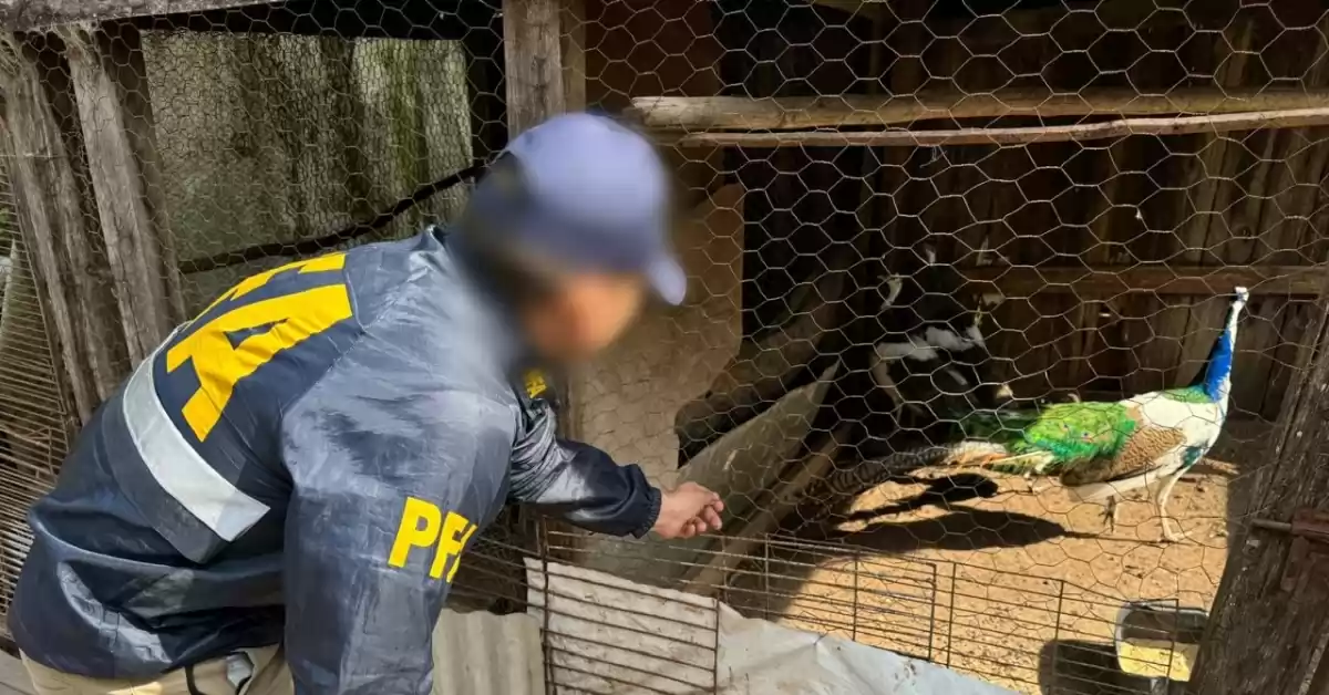 Rescataron más de 50 de aves exóticas que iban a ser vendidas de forma ilegal