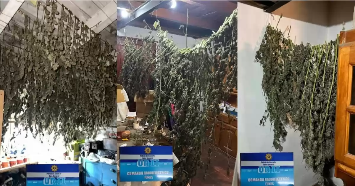 Con carnet de Reprocann vencido le incautaron 18 plantas de marihuana de su vivienda en Rosario