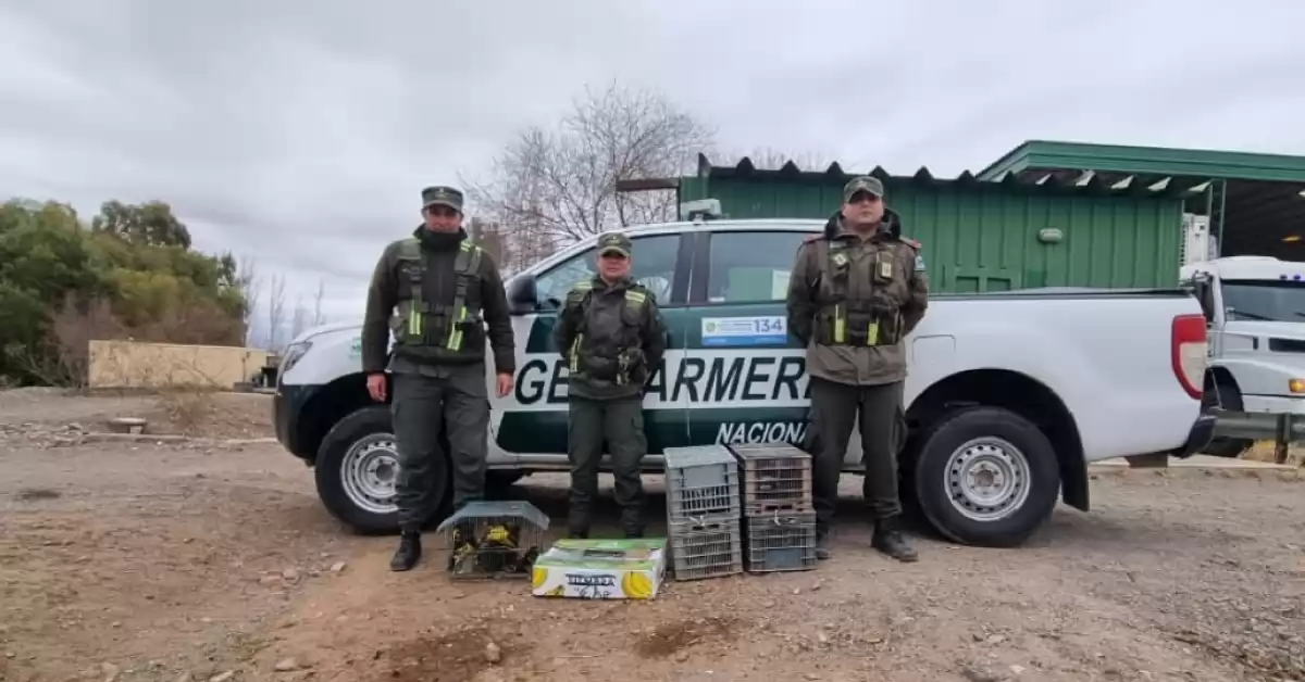 Hallaron 65 ejemplares de aves silvestres en controles realizados en Mendoza y La Rioja