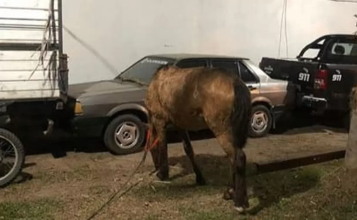 Rescataron a una yegua embarazada y lastimada que tiraba de un carro con siete ocupantes