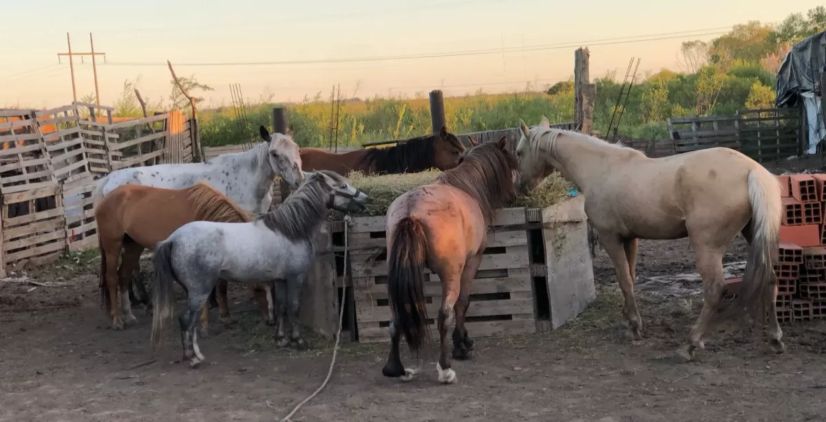 Organizó una rifa para cubrir lo que debió pagar por el rescate de sus caballos robados