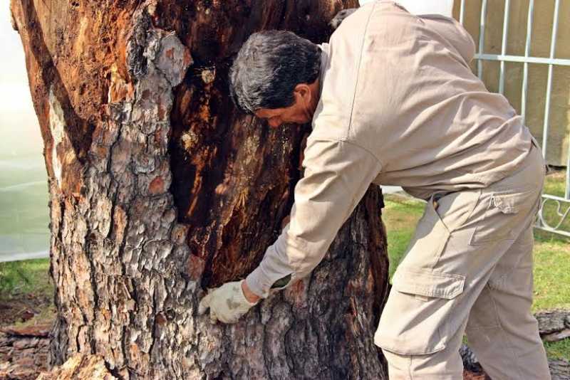 Realizan trabajos de conservación artificial en el Pino Histórico