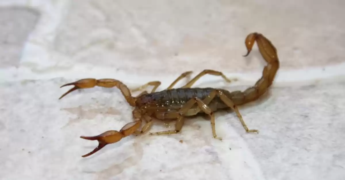 Cómo prevenir la aparición de alacranes 