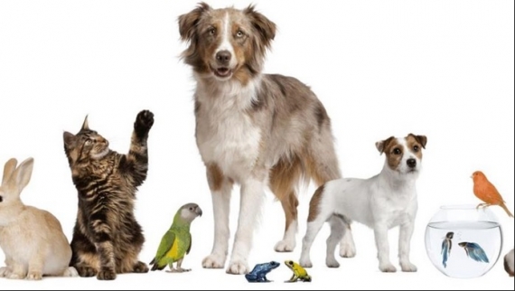 En Argentina celebra el Día del Animal y el mundo, el Día de la Danza