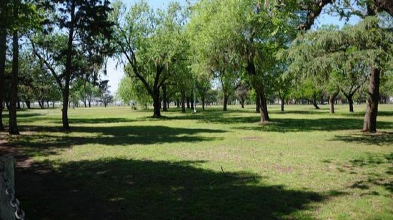 San Lorenzo: Plantan más árboles en espacios públicos