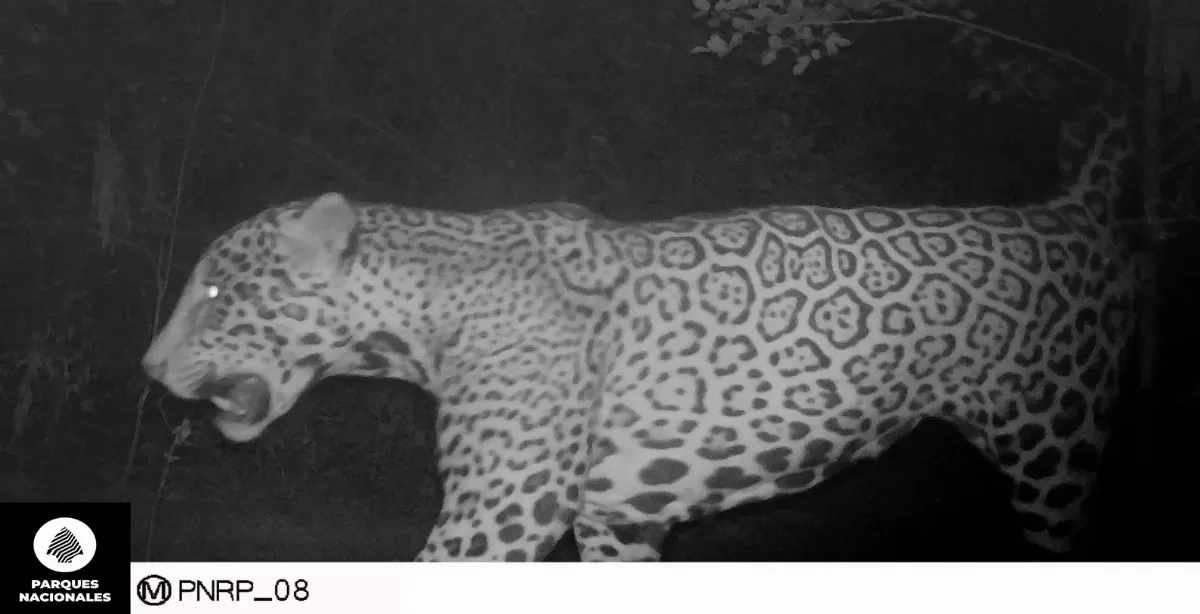 Formosa: detectaron un nuevo yaguareté en el Parque Nacional Río Pilcomayo