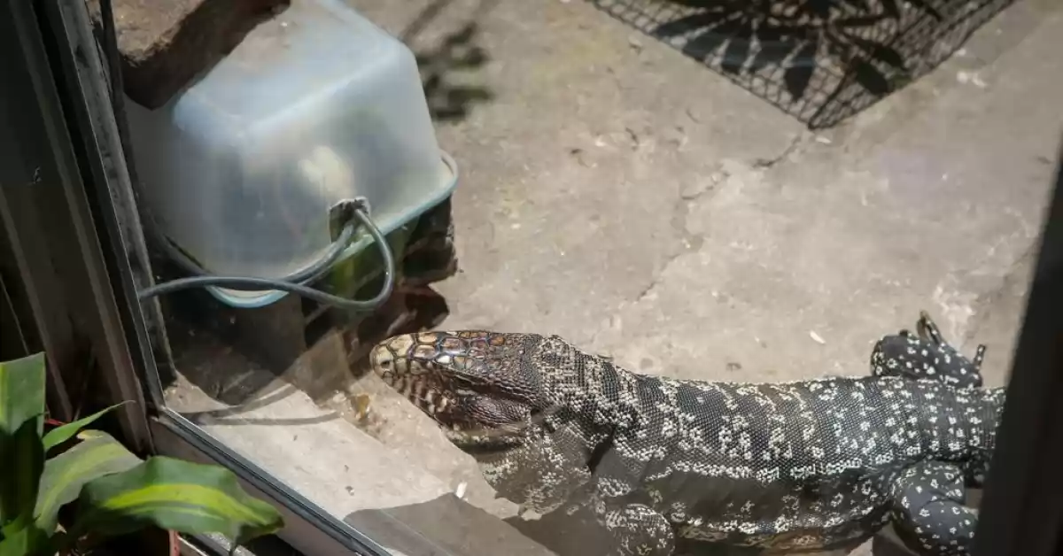 Rescataron más de 10 ejemplares de especies protegidas tras un allanamiento por tráfico de animales