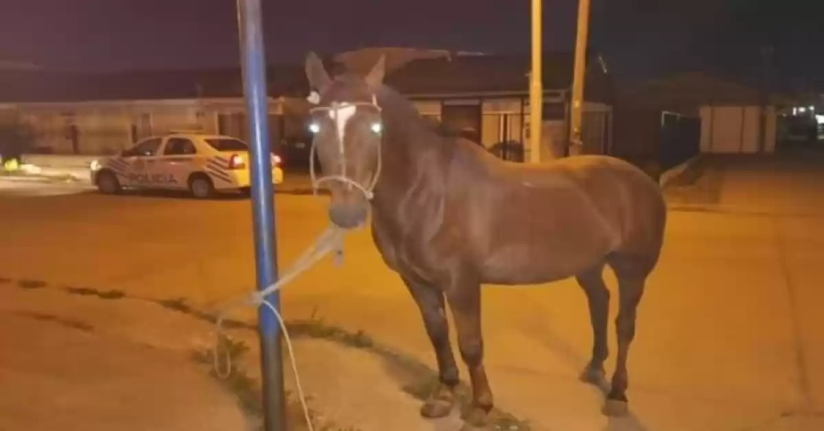 Un joven fue detenido por robar un caballo en San Lorenzo