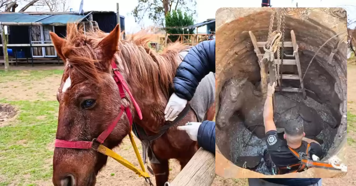 Solicitan colaboración para el caballo rescatado de un pozo en Rosario