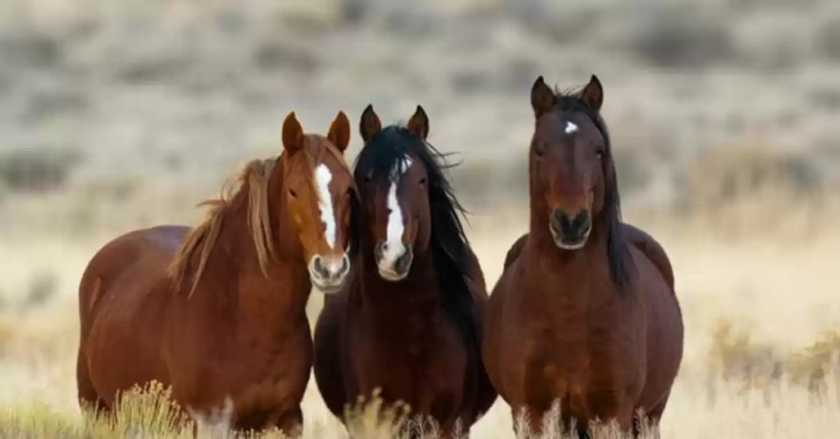 Alerta por un virus que afecta a los caballos: el gobierno anunció medidas al respecto