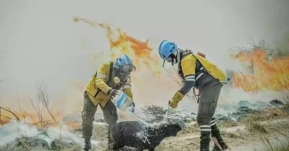 Alerta máxima por animales sueltos en las rutas de Corrientes