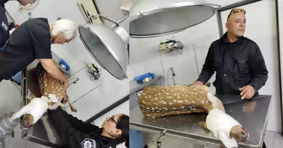 Encontraron un ciervo axis dentro de las instalaciones de Vicentín en San Lorenzo