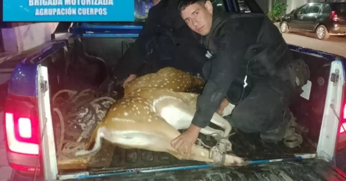 Rescataron a otros dos ciervos que deambulaban por Rosario