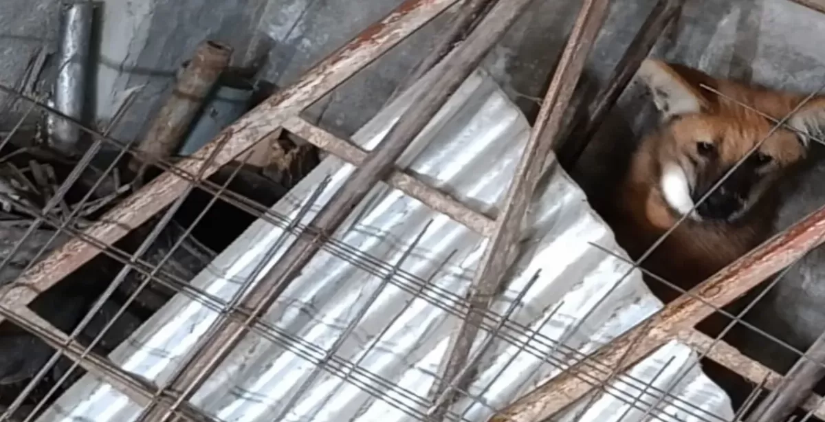 Apareció un aguará guazú en Coronda y fue rescatado