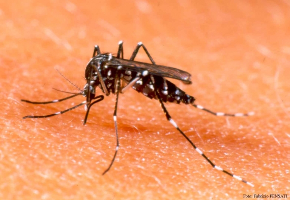 Se logró reducir en un 90 por ciento los casos de dengue y mal de chagas en Argentina