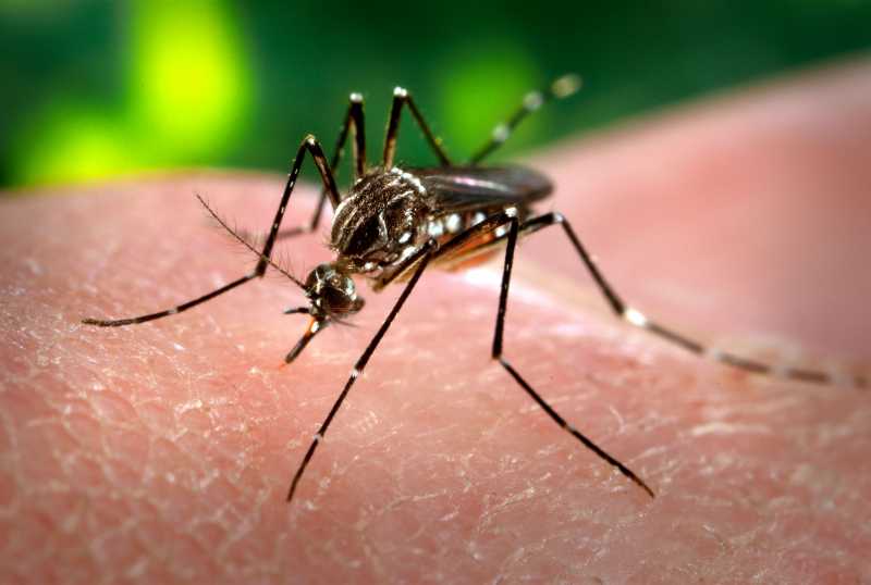 Confirman Primer caso de Dengue en Andino