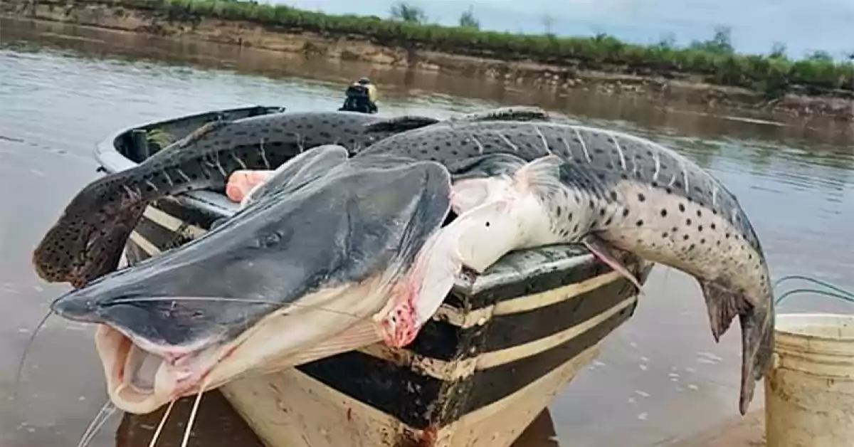 Ya rige la veda a la pesca del surubí en el río Paraná en Santa Fe