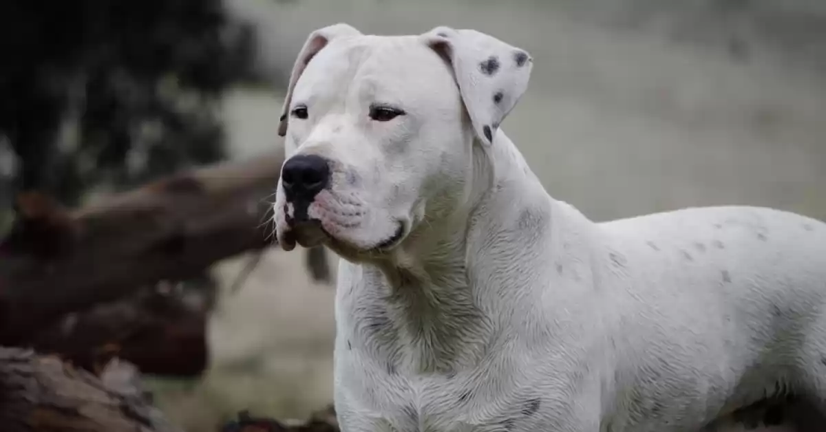 Una mamá y su beba internadas por el ataque de un perro dogo en Mendoza