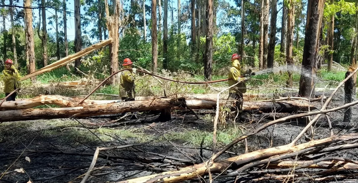 Nuevo incendio forestal afectó al Monte de Celulosa en Capitán Bermúdez