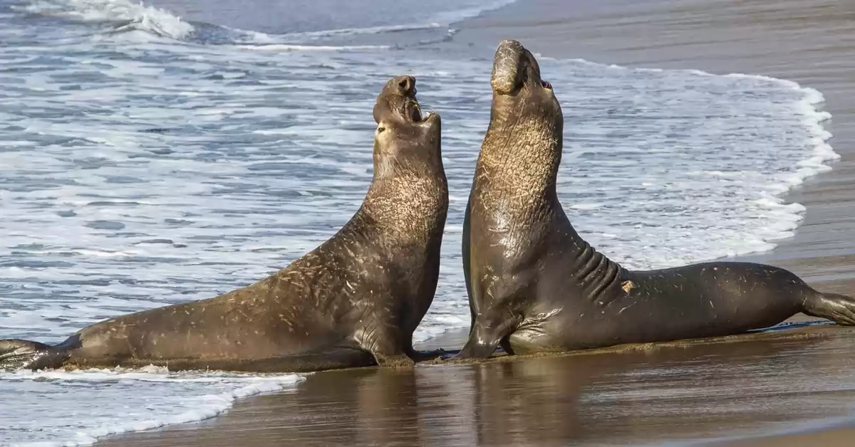 Más de 1300 crías de elefantes marinos murieron por gripe aviar en las costas de Chubut 