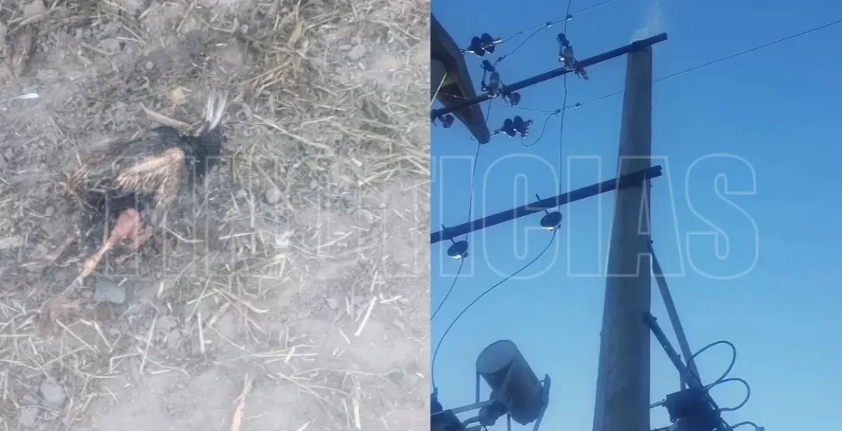 Corte de luz en un sector de Fray Luis Beltrán: un pájaro habría causado un desperfecto 