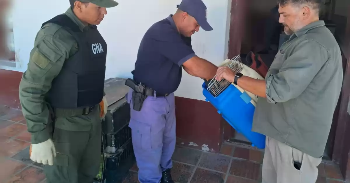 Formosa: un Coatí fue hallado cerca de una vivienda y devuelto a su hábitat natural