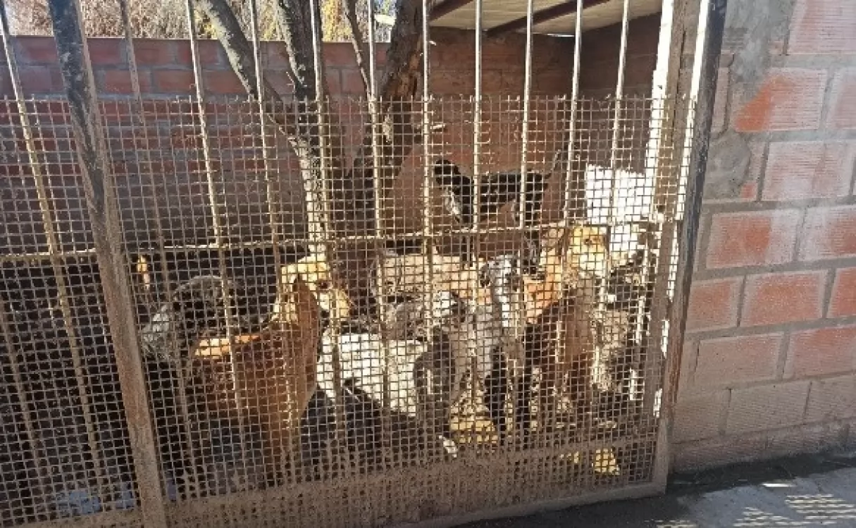 Rescataron a 27 galgos en cautiverio que sufrían maltrato en localidad de la región