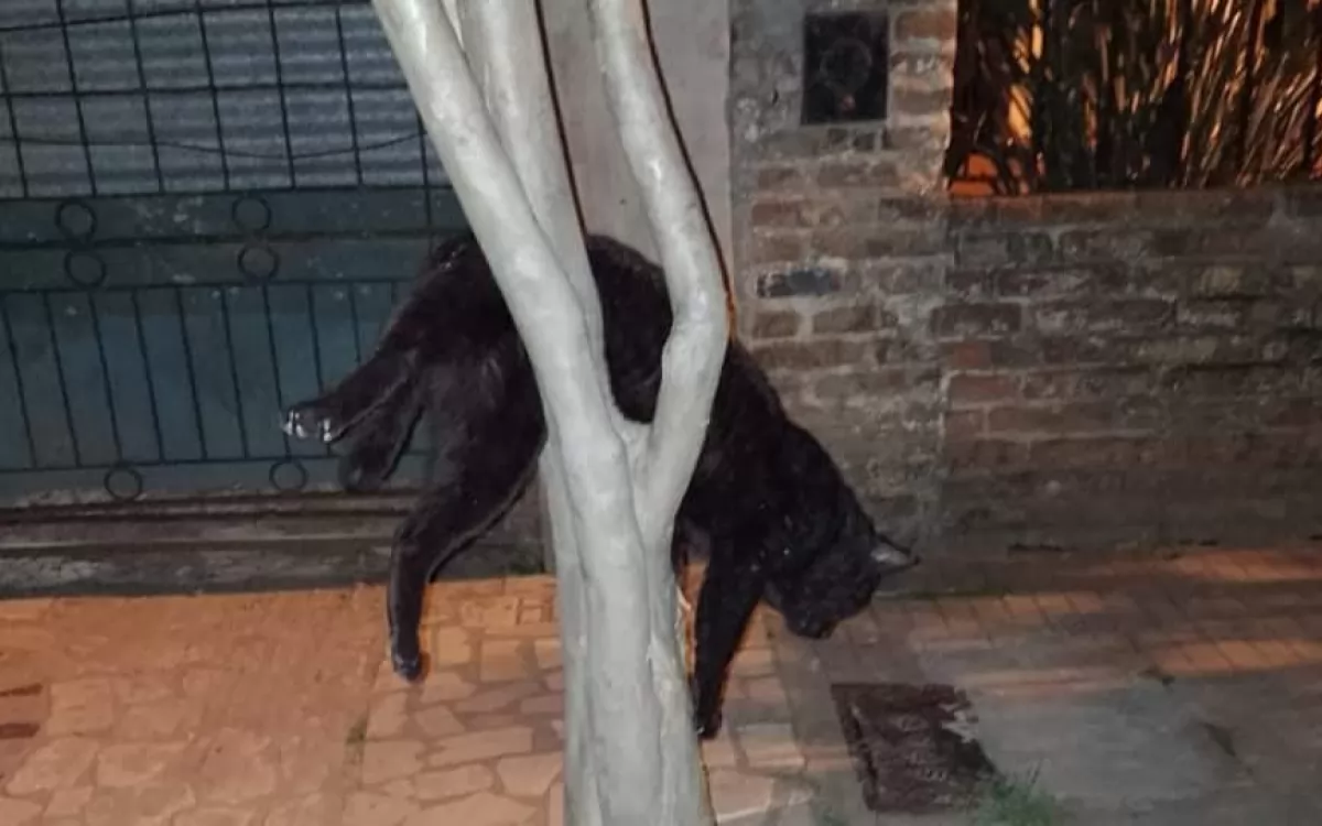 El gato menos gato: quedó atrapado en las ramas de un árbol y lo rescataron los Bomberos
