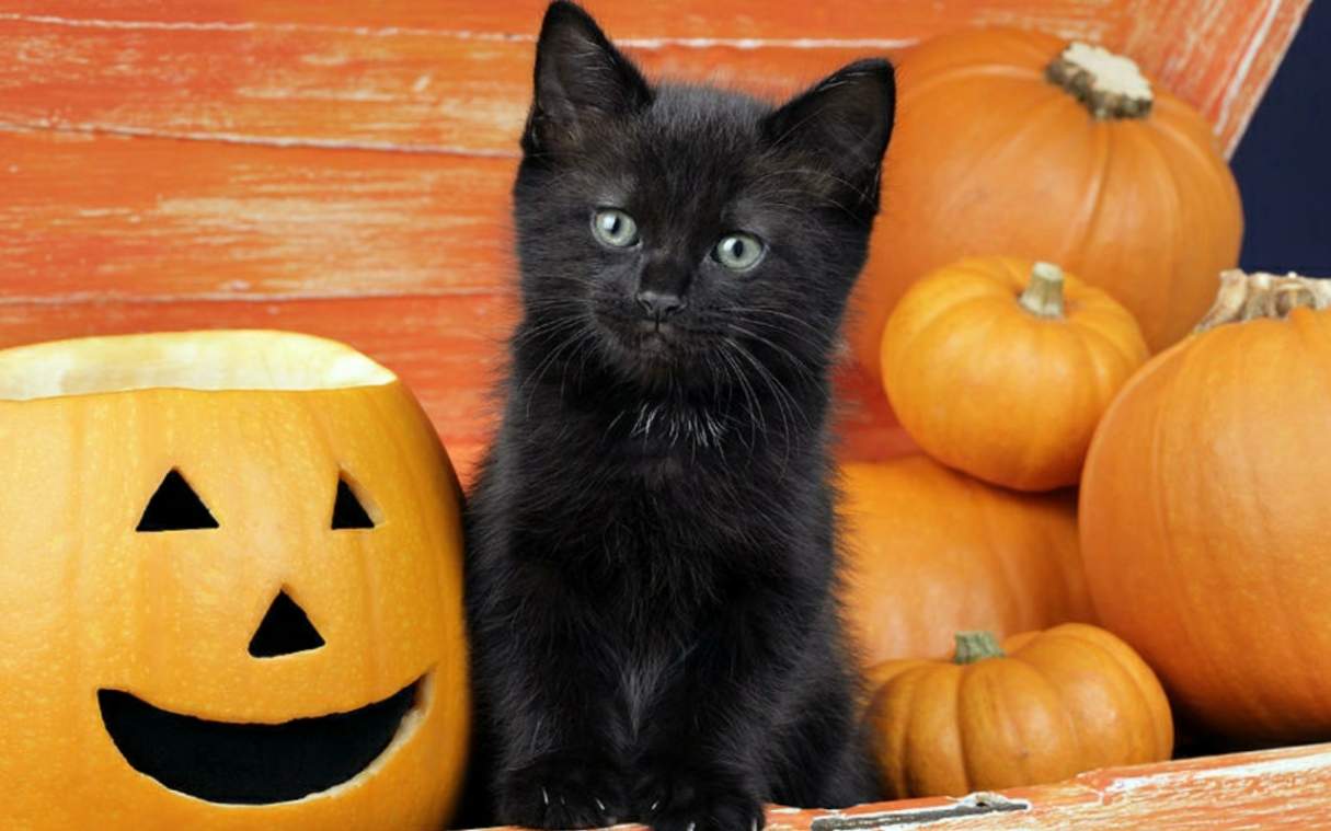 El Sacrificio De Los Gatos Negros En Halloween