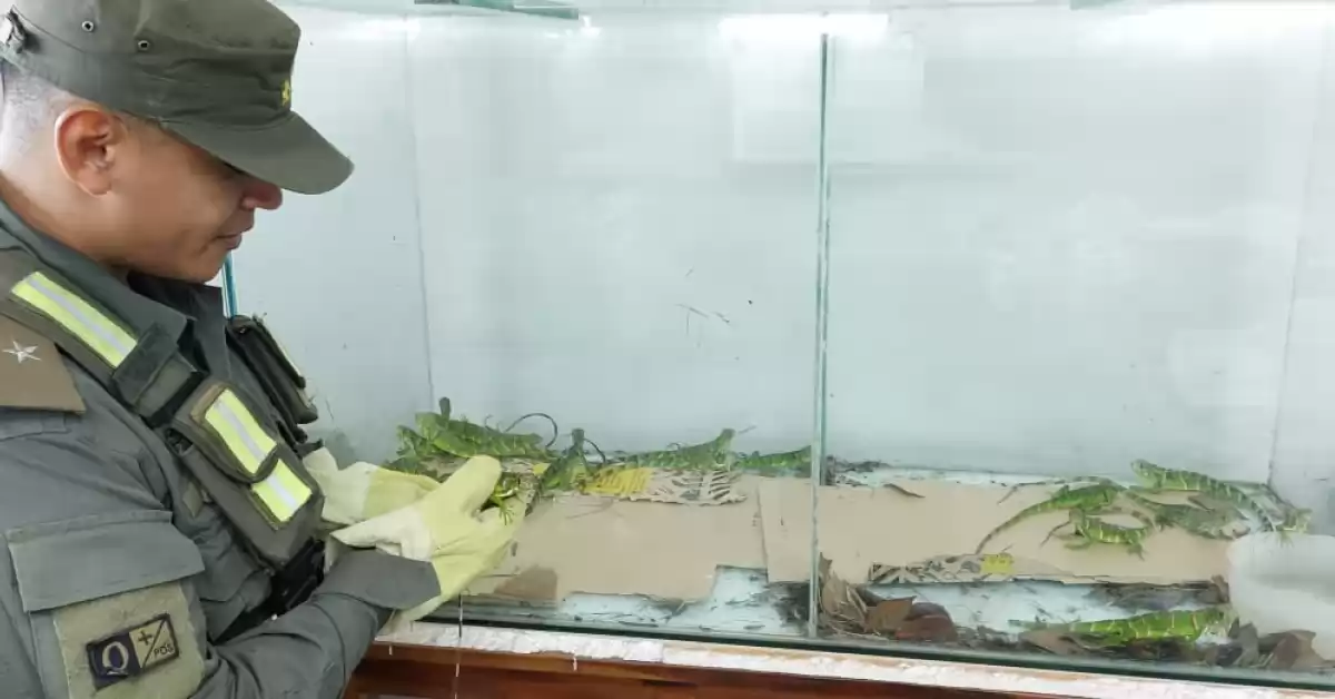 Trasladaban iguanas y arañas en la cabina de un micro