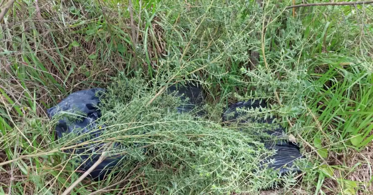 Hallaron más de 35 kilos de marihuana entre la maleza