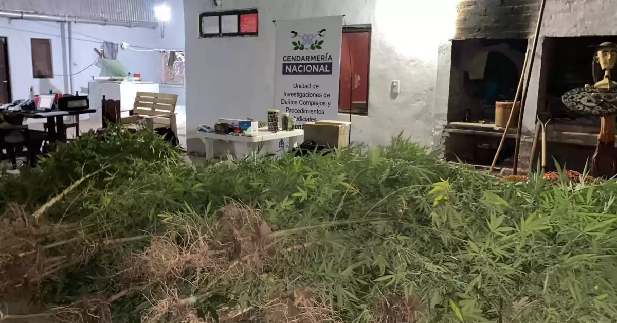 Gendarmería allanó una plantación ilegal y secuestró más de 500 plantas de marihuana en Chaco