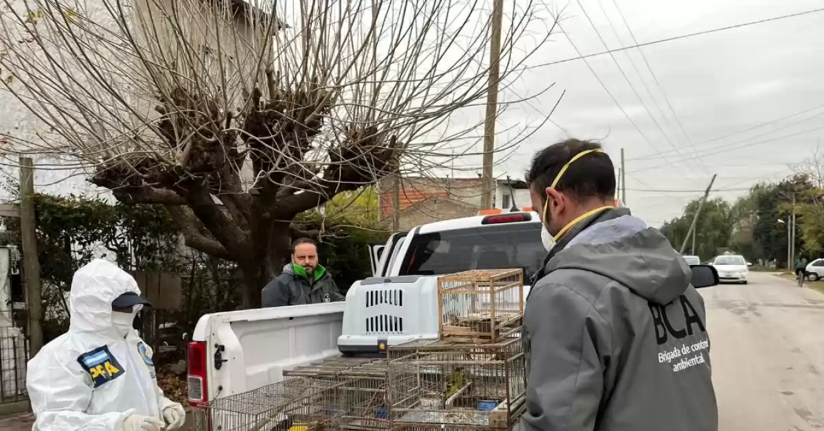 Desarticularon una red de tráfico de fauna que operaba en diferentes provincias