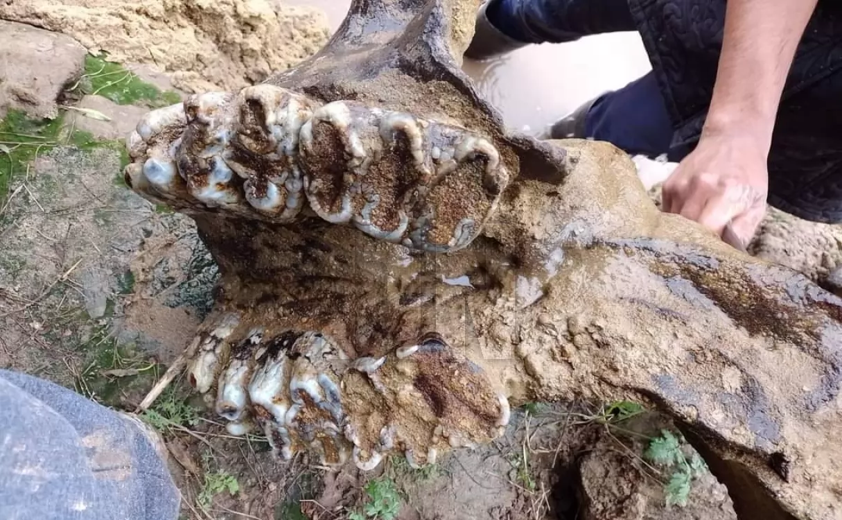 Encontraron restos fósiles de un mastodonte en Pueblo Andino 