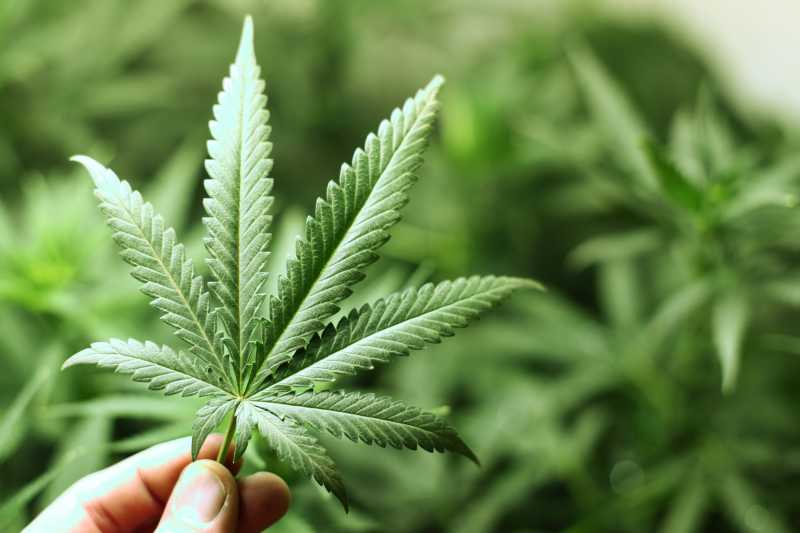 Más personas logran autorización para ingresar aceite de cannabis medicinal